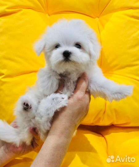 Щенки мальтезе мини