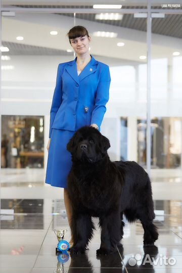 Услуги профессионального хендлера, спб