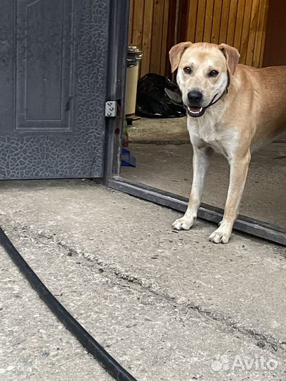 Отдам в добрые руки