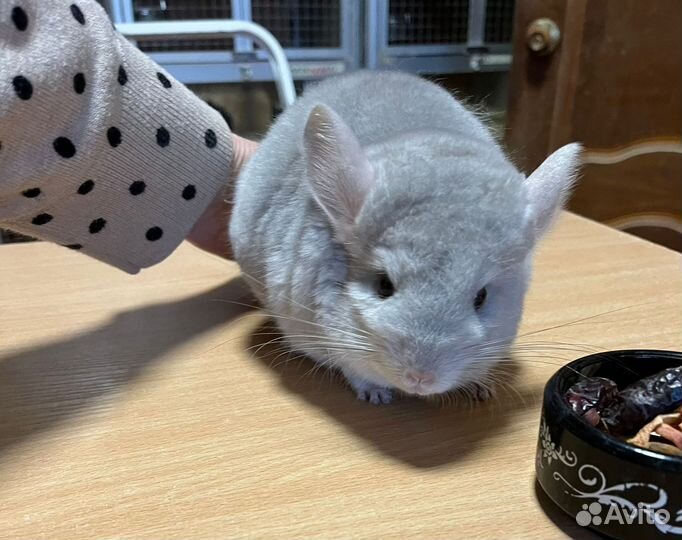 Мальчики разных окрасов