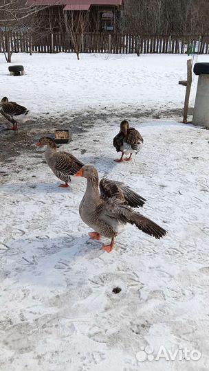 Яйца инкубационные гусиные