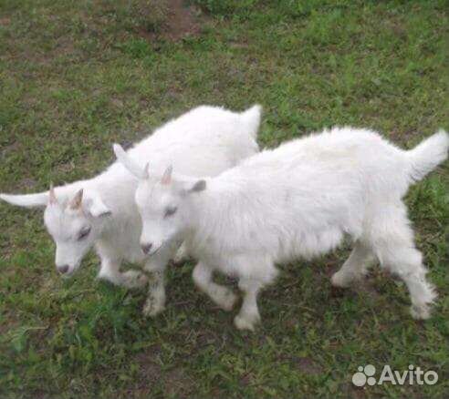 Козлята и Козы