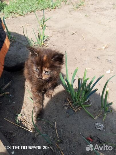 Котята мейн кун девочки