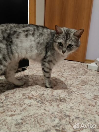 Кошка, метис шотландца