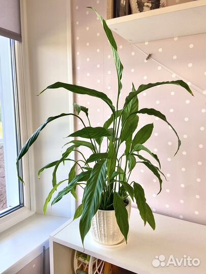 Спатифилум (женское счастье)