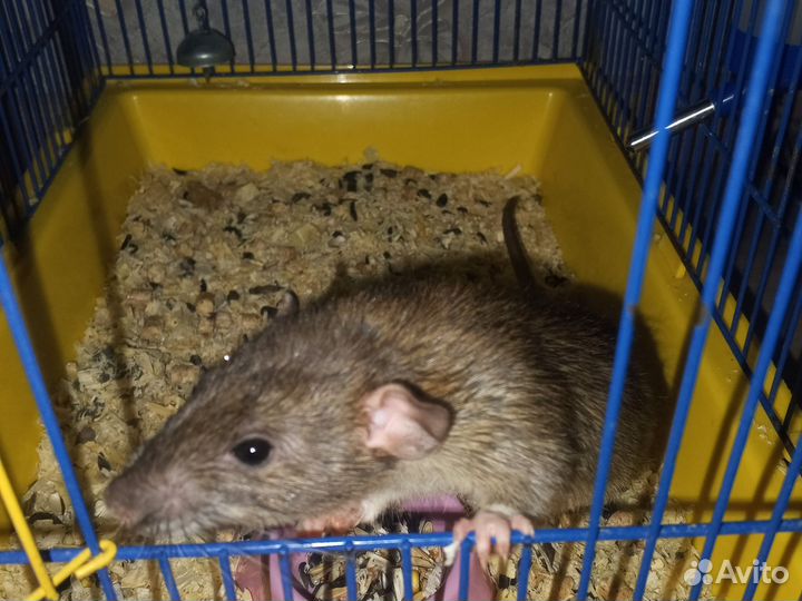 Декоративная крыса