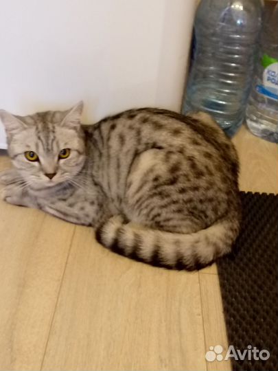 Котик в дар