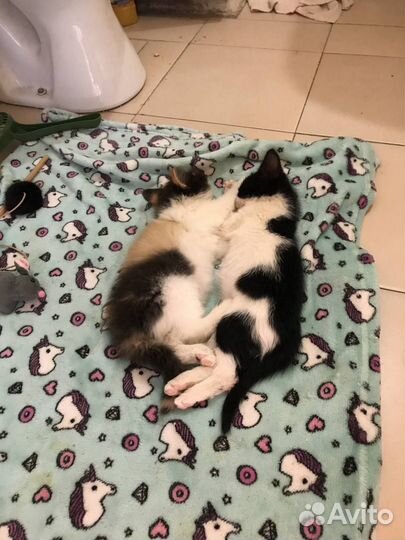 Котята в добрые руки