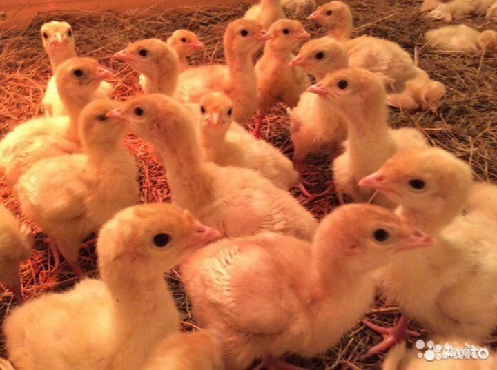 Индюшата подр.Бройлер 15.08,несушки,утята