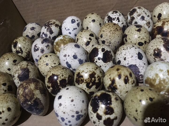 Инкубационное яйцо перепела индюка гуся индоутки