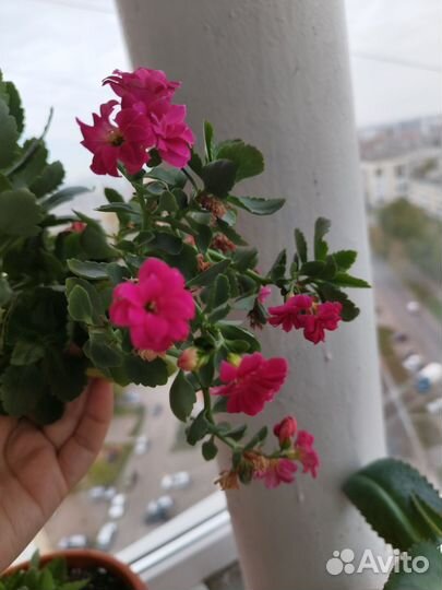 Росток каланхоэ