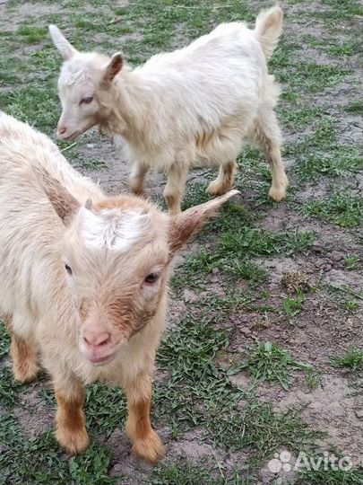 Козлята