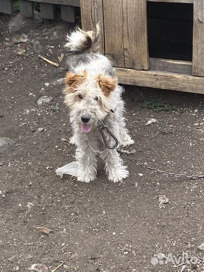 Фокстерьер