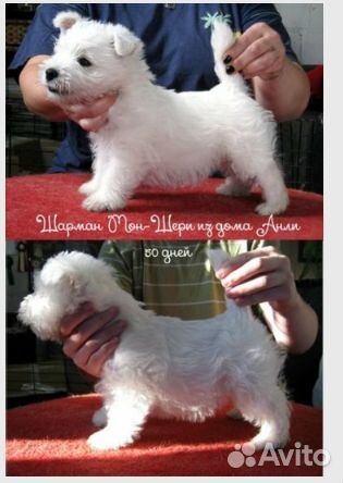 Кобель для вязки