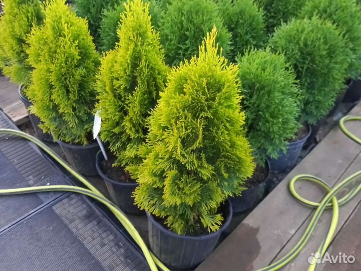 Туя Смарагд Санни Смарагд Голд Смарагд