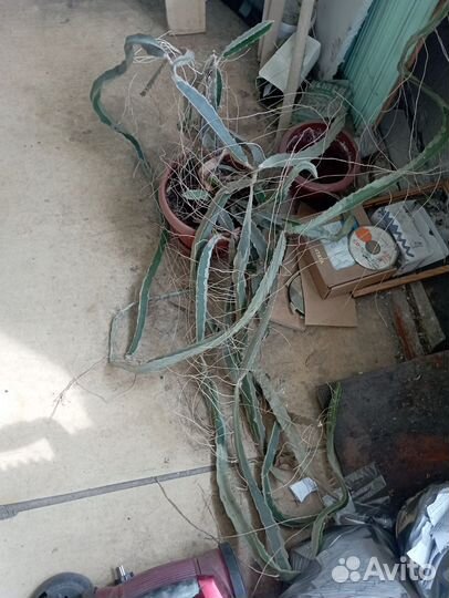 Кактус питахайя