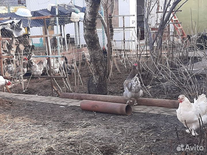 Инкубационное яйцо кур