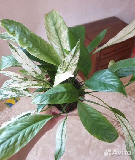 Спатифиллум new one (нью ван)