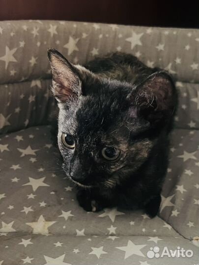 Котята сфинкс