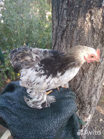 Продам молодую птицу