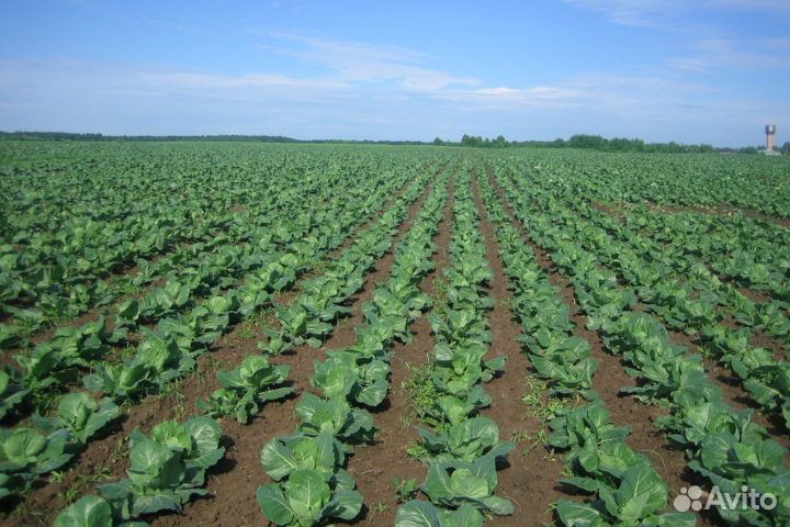 Десикант с доставкой