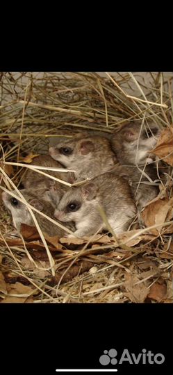 Акациевые крысы