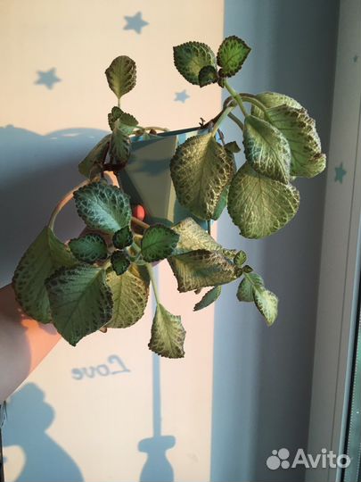 Эписция с горшком