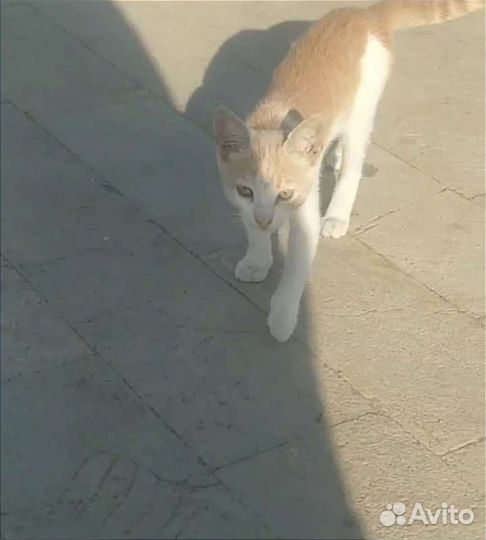 Котенок бесплатно