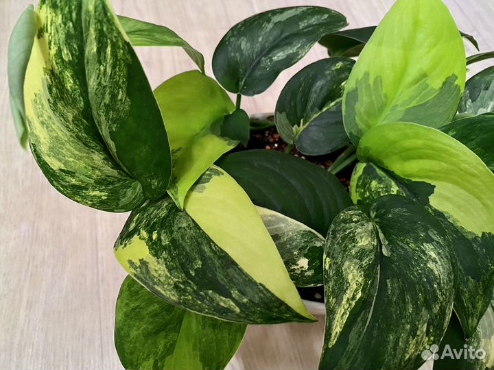 Сциндапсус жаде сатин вариегатный