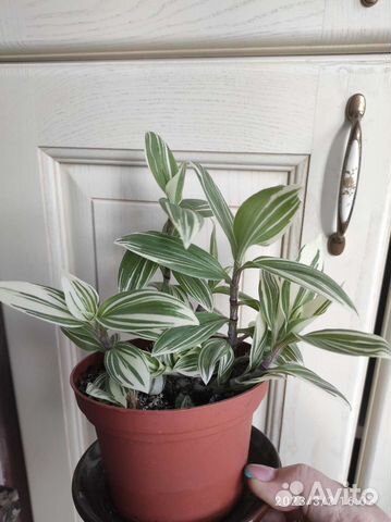 Традесканция белая