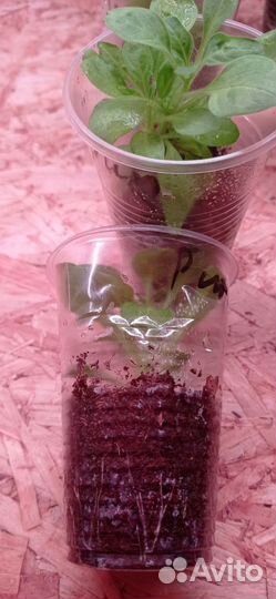 Петуния Рим Маджента, вегетативная, черенки