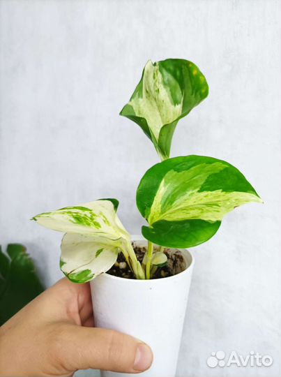 Сциндапсус хэппи лиф