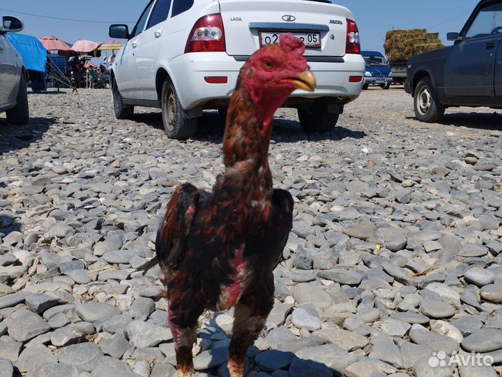 Бойцовые петухи