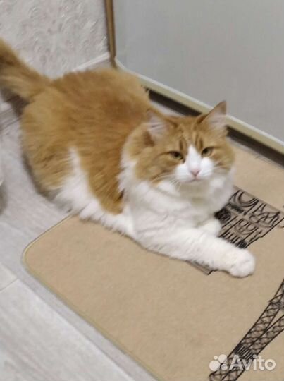 Порода сибирская кошка