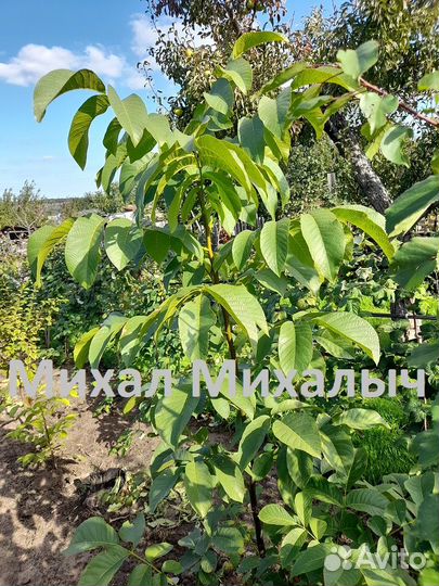 Саженцы грецкого ореха