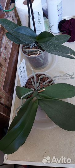 Орхидея фаленопсис биглип