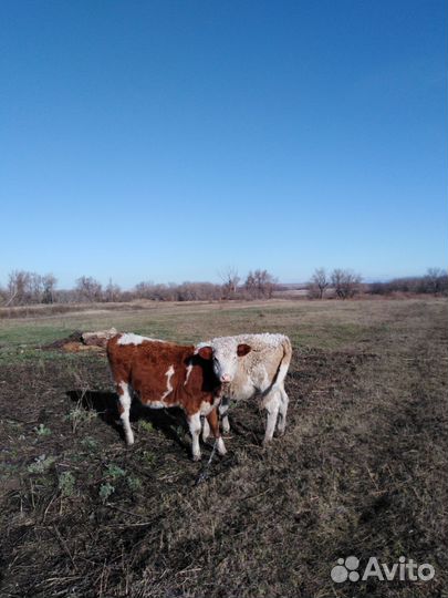 Бычки и телята