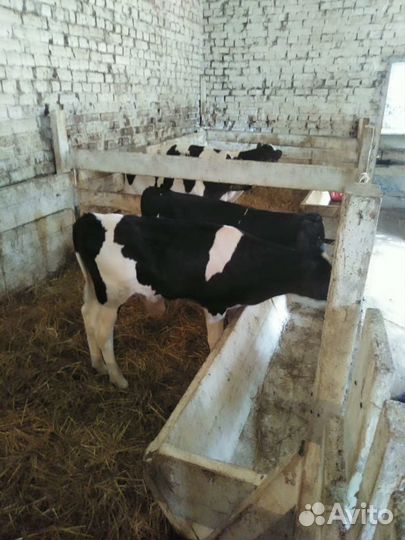 Телята бычки