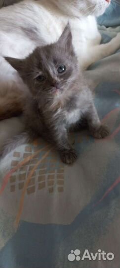 Пушишка. Котята