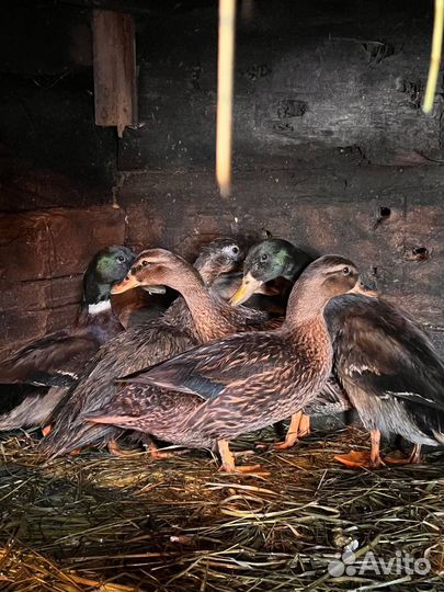 Дикие утки подсадные