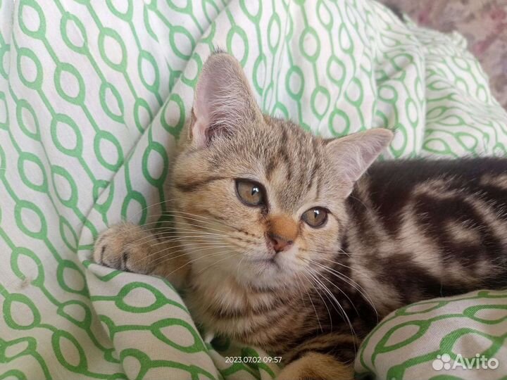 Британская