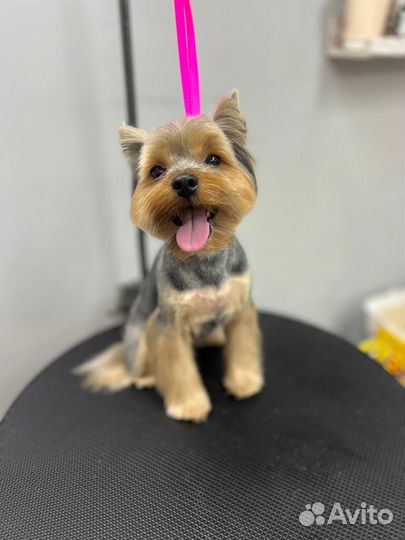 Красивая стрижка собак и кошек, груминг