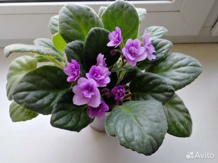 Фиалка, сциндапсус