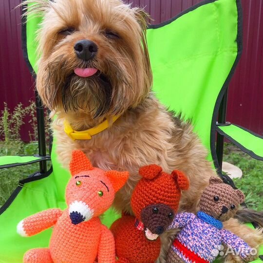 Йоркширский терьер