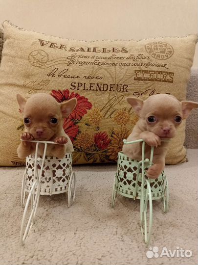 Щенки чихуахуа micro