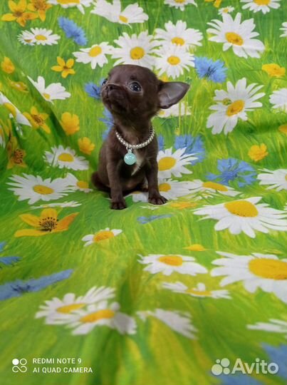 Щенки чихуахуа мини