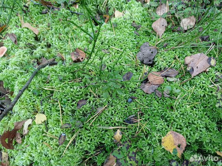 Мох сфагнум живой