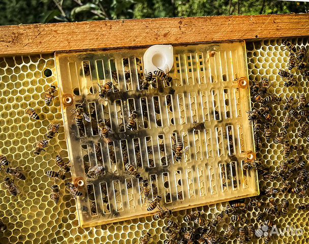 Система Никот для пасеки - вывод маток пчёл