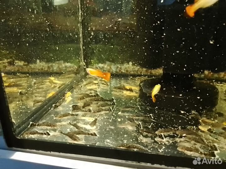 Аквариум,с рыбками