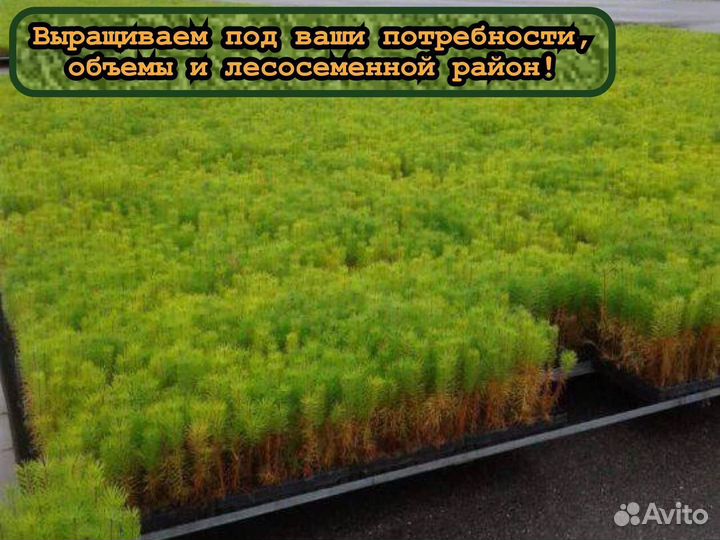 Сеянцы сосны зкс и ели зкс